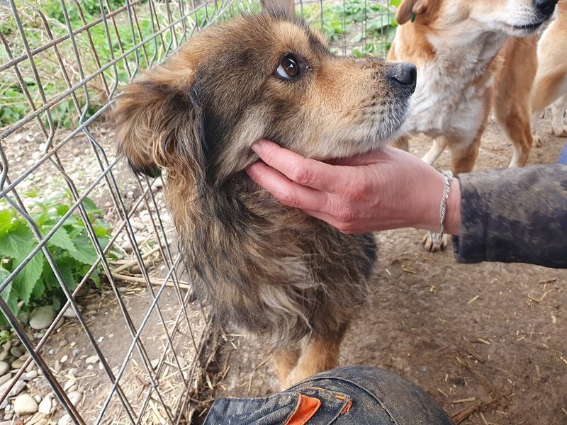 ♥MARLEY♥ wunderschöner, noch etwas zurückhaltender, viel zu dünner Rüde mit längerem Fell 41 cm
