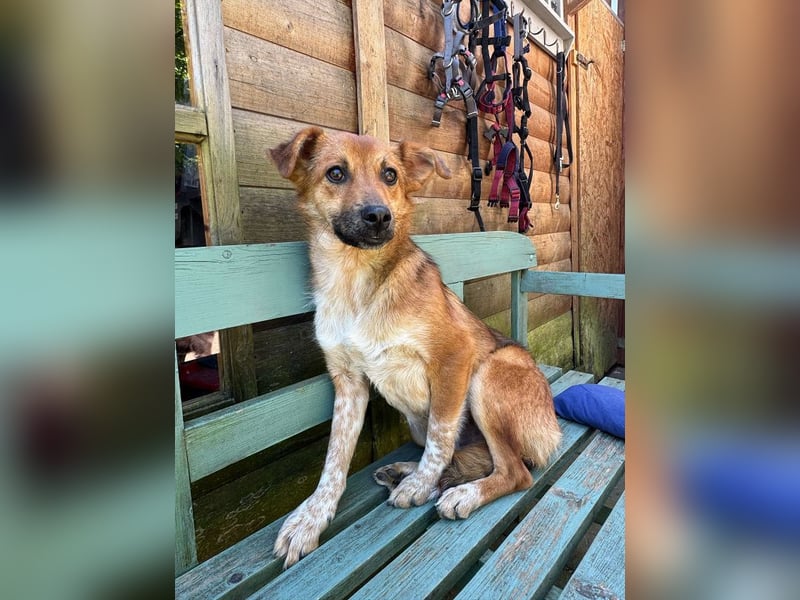 ♥AIKO♥ neu auf Pflegestelle bei Köln -wunderschöner, lieber, anfangs noch unsicherer Schatz 41cm