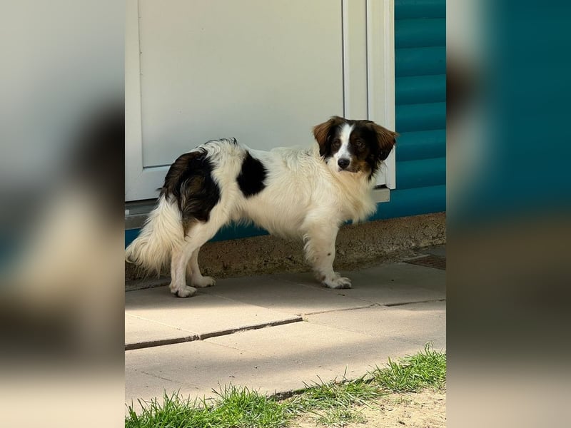 ♥PAUL♥ neu auf Pflegestelle bei Köln - wunderschöner, ganz lieber, anhänglicher Rüde 35cm