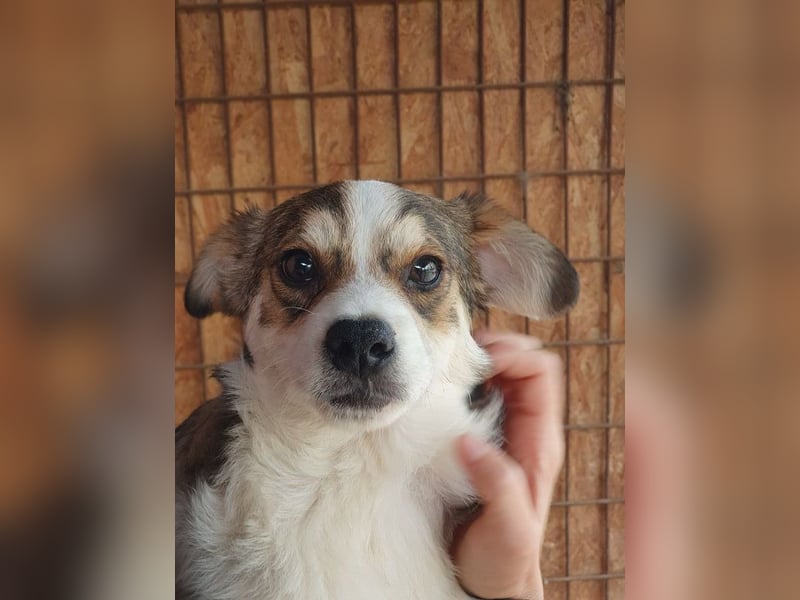 ♥OLLI♥ niedlicher tricolor-Junior, der uns mit seiner angenehmen und ruhigen Art sehr berührt 36 cm
