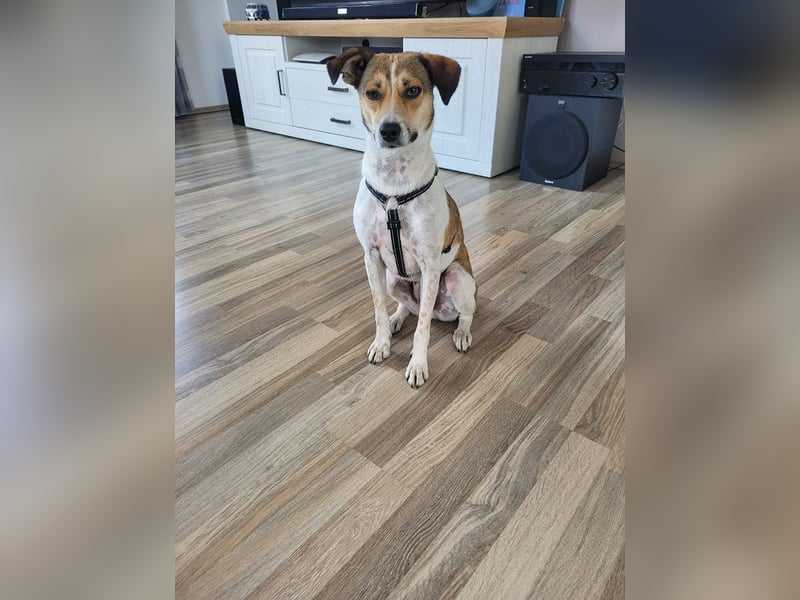 ♥JUPPI♥ auf Pflegestelle in Werne - wunderschöner, aufgeschlossener, aktiver Rüde 44 cm