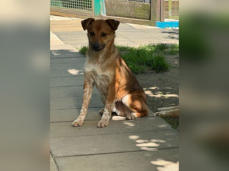 ♥AIKO♥ neu auf Pflegestelle bei Köln -wunderschöner, lieber, anfangs noch unsicherer Schatz 41cm