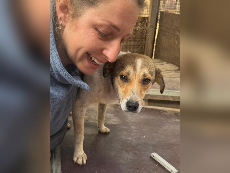 ♥JUPPI♥ ab Anfang Mai auf Pflegestelle bei Köln - wunderschöner, aufgeschlossener Junghund 43 cm