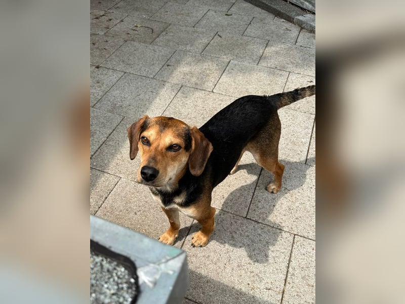 ♥URIEL♥ auf Pflegestelle bei Köln -  sehr aufgeschlossener, ganz lieber, lebhafter Junghund 48 cm