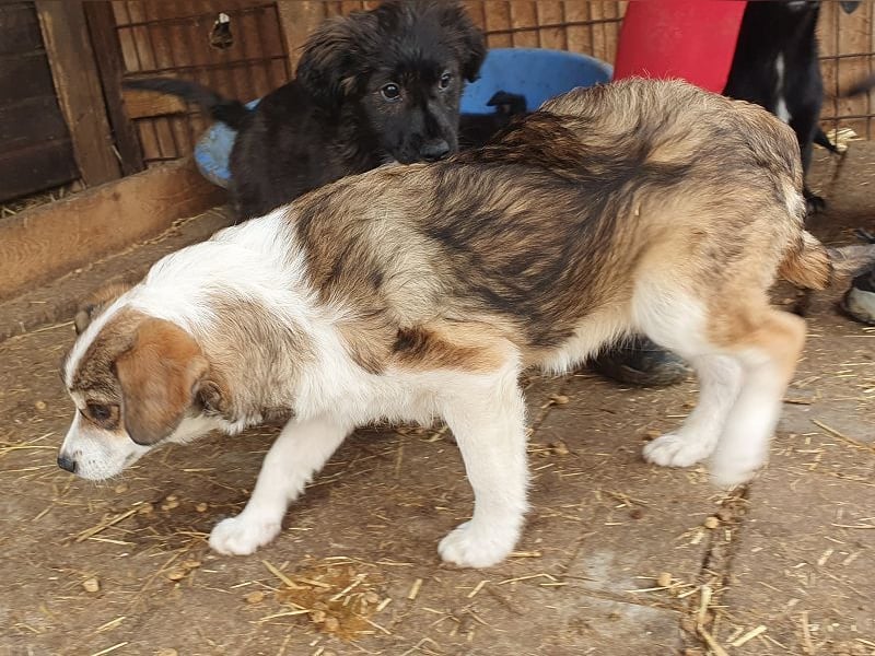♥OLLI♥ niedlicher tricolor-Junior, der uns mit seiner angenehmen und ruhigen Art sehr berührt 36 cm