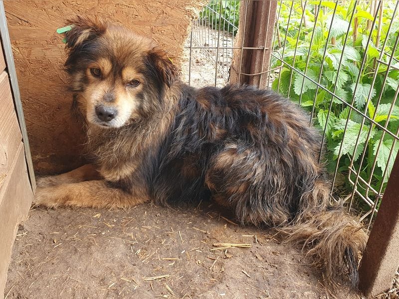 ♥MARLEY♥ wunderschöner, noch etwas zurückhaltender, viel zu dünner Rüde mit längerem Fell 41 cm