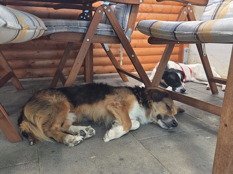 ♥MORITZ♥ neu auf Pflegestelle bei Köln - wunderschöner, verschmuster kleiner Sonnenschein 42 cm