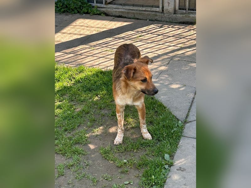 ♥AIKO♥ neu auf Pflegestelle bei Köln -wunderschöner, lieber, anfangs noch unsicherer Schatz 41cm