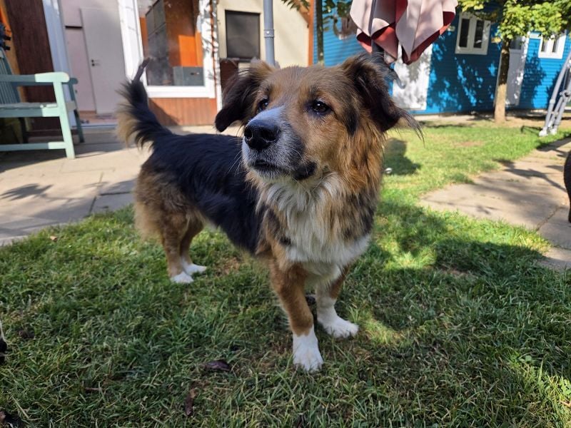 ♥MORITZ♥ neu auf Pflegestelle bei Köln - wunderschöner, verschmuster kleiner Sonnenschein 42 cm