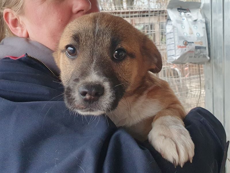 ♥LUI♥ neu auf Pflegestelle bei Duisburg - herzallerliebster, knuffiger Welpe 24 cm (bleibt kleiner)
