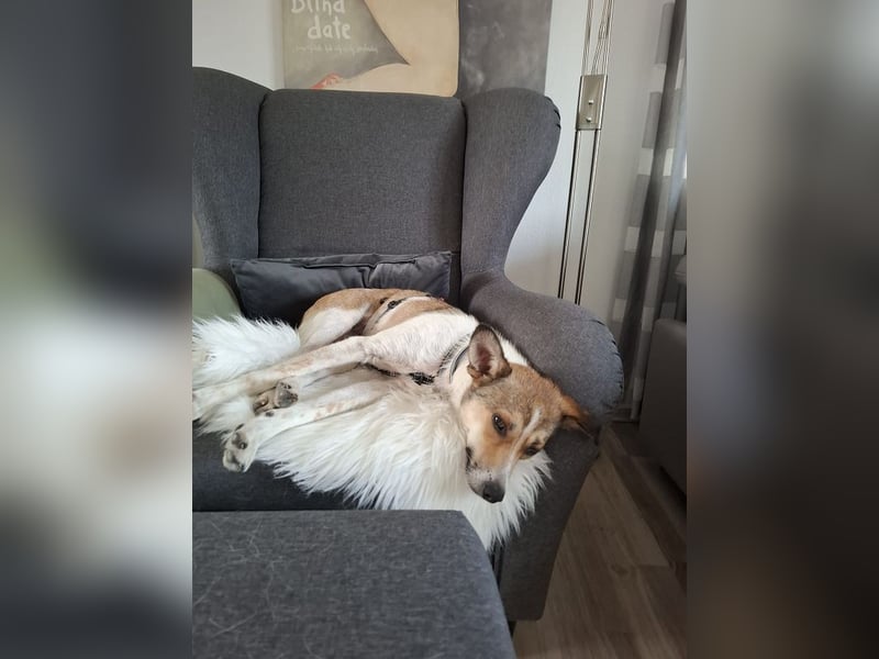 ♥JUPPI♥ auf Pflegestelle in Werne - wunderschöner, aufgeschlossener, aktiver Rüde 44 cm