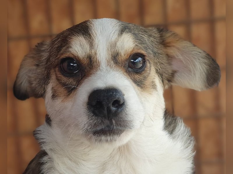 ♥OLLI♥ niedlicher tricolor-Junior, der uns mit seiner angenehmen und ruhigen Art sehr berührt 36 cm
