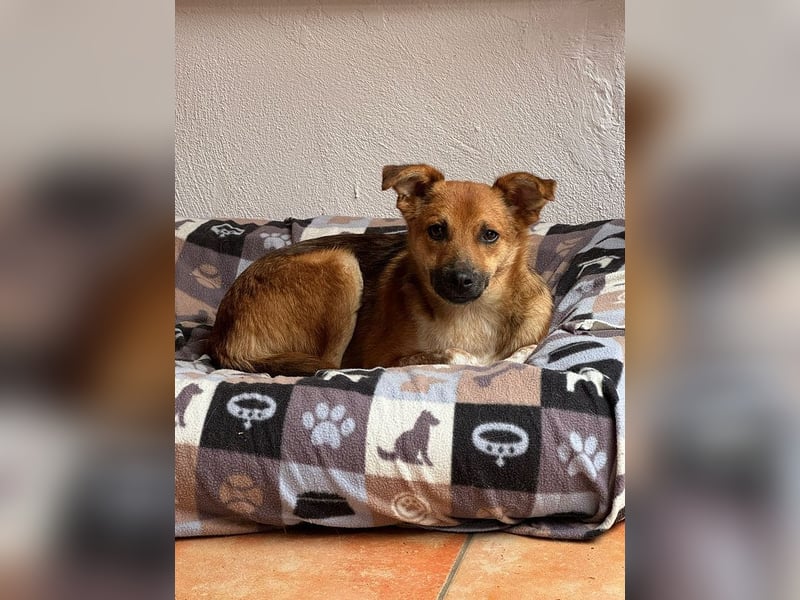 ♥AIKO♥ auf Pflegestelle bei Köln - wunderschöner, lieber, anfangs noch unsicherer Schatz 41 cm