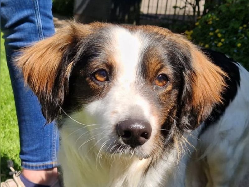 ♥PAUL♥ neu auf Pflegestelle bei Köln - wunderschöner, ganz lieber, anhänglicher Rüde 35cm
