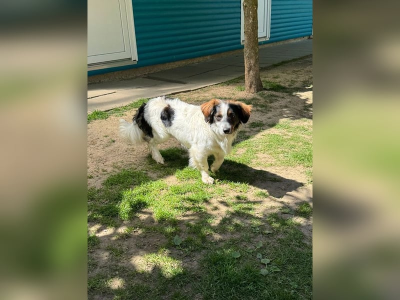 ♥PAUL♥ neu auf Pflegestelle bei Köln - wunderschöner, ganz lieber, anhänglicher Rüde 35cm