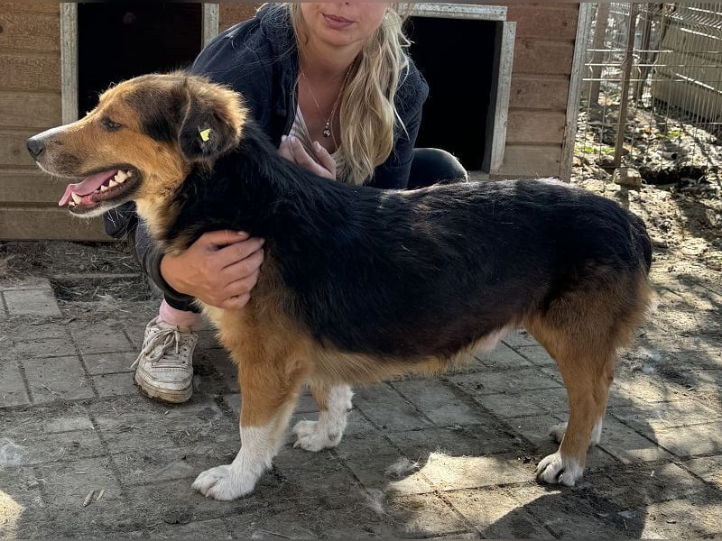 ♥MORITZ♥ wunderschöner kleiner Sonnenschein, der sich unter den großen Hunden behaupten muss 40 cm