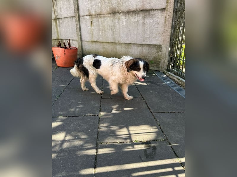 ♥PAUL♥ neu auf Pflegestelle bei Köln - wunderschöner, ganz lieber, anhänglicher Rüde 35cm