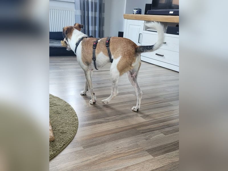 ♥JUPPI♥ auf Pflegestelle in Werne - wunderschöner, aufgeschlossener, aktiver Rüde 44 cm