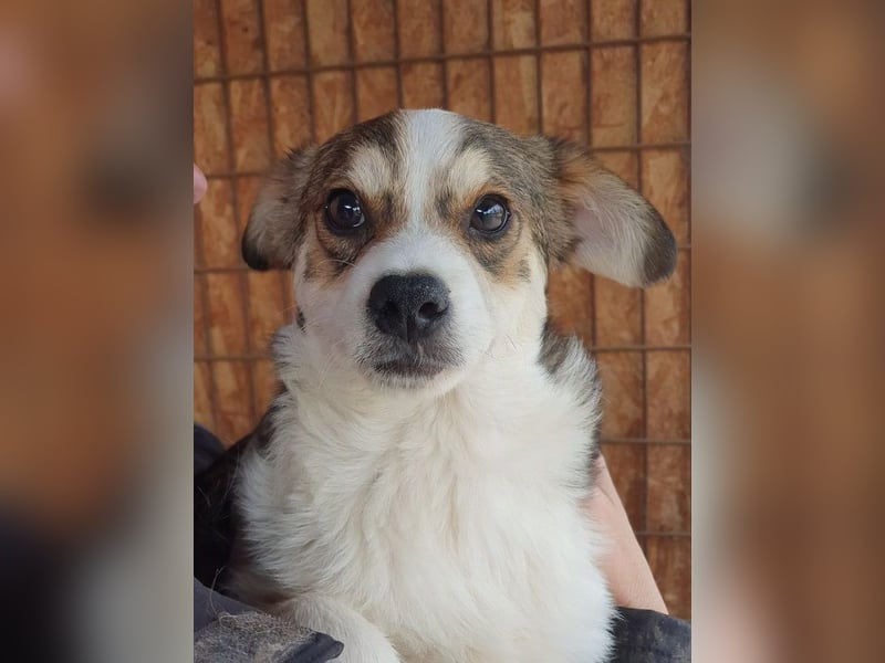 ♥OLLI♥ niedlicher tricolor-Junior, der uns mit seiner angenehmen und ruhigen Art sehr berührt 36 cm