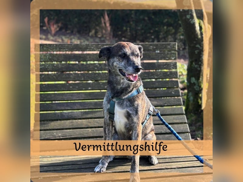 Vermittlungshilfe für Jack ❤️