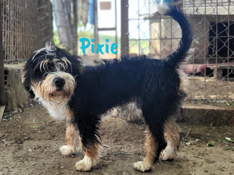 Pixie 05/2024 (ESP) - lustiger und neugieriger, kleiner goldiger Wuschel!