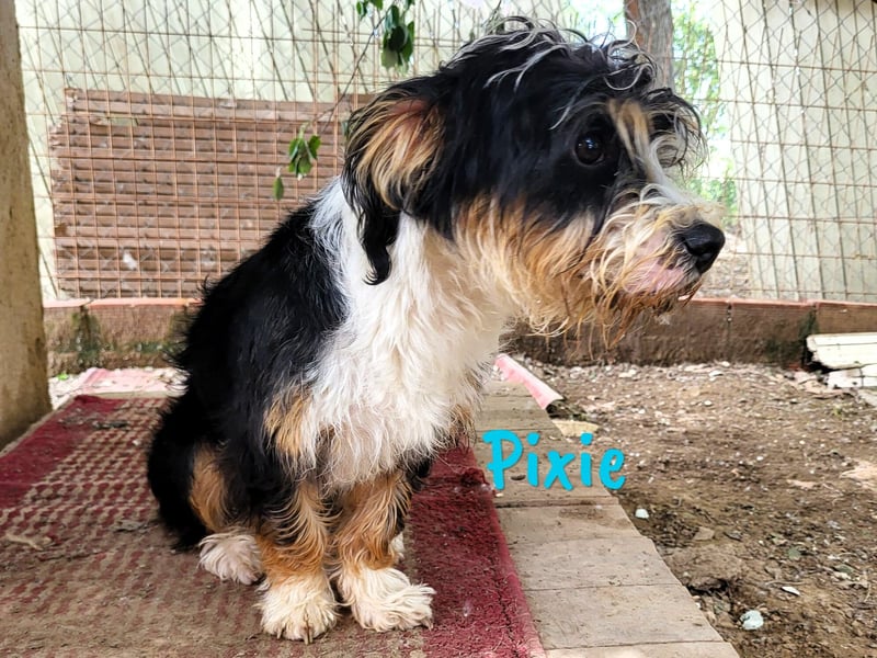 Pixie 05/2024 (ESP) - lustiger und neugieriger, kleiner goldiger Wuschel!