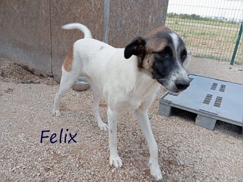 Felix geb. 02/2022 (GRC) - geselliger, verschmuster und freundlicher, junger Rüde!