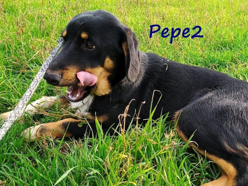 Pepe2 06/2024 (GRC) - aufgeschlossener, süßer und neugieriger Junghund!