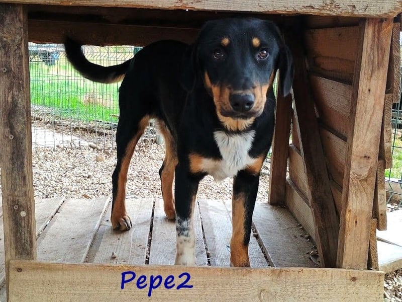 Pepe2 06/2024 (GRC) - aufgeschlossener, süßer und neugieriger Junghund!