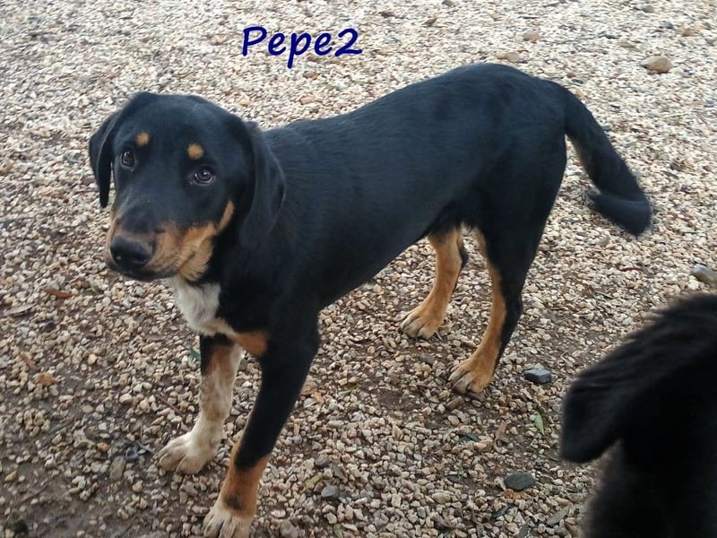 Pepe2 06/2024 (GRC) - aufgeschlossener, süßer und neugieriger Junghund!