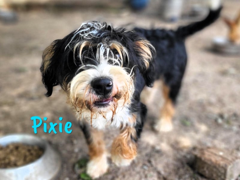 Pixie 05/2024 (ESP) - lustiger und neugieriger, kleiner goldiger Wuschel!