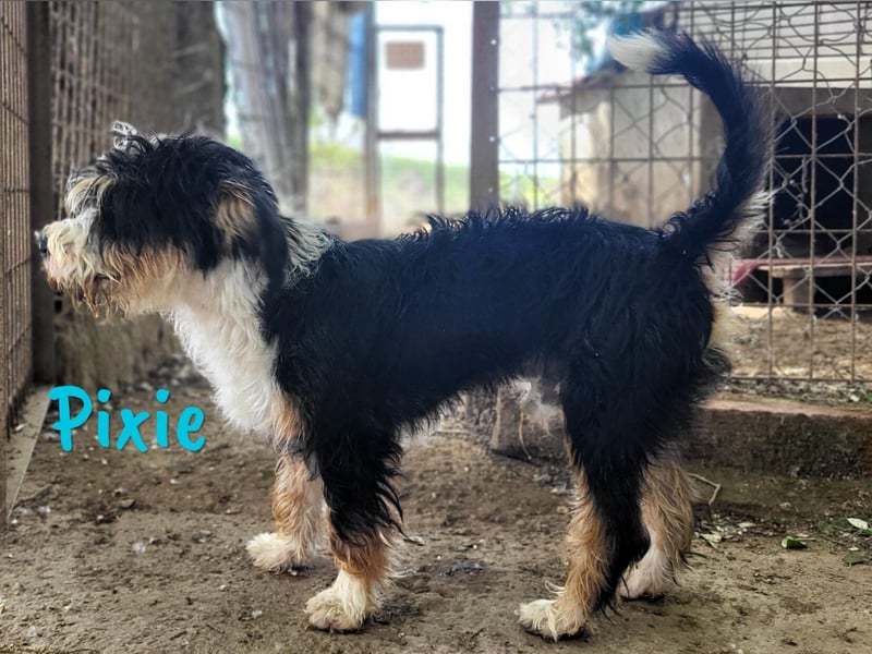 Pixie 05/2024 (ESP) - lustiger und neugieriger, kleiner goldiger Wuschel!