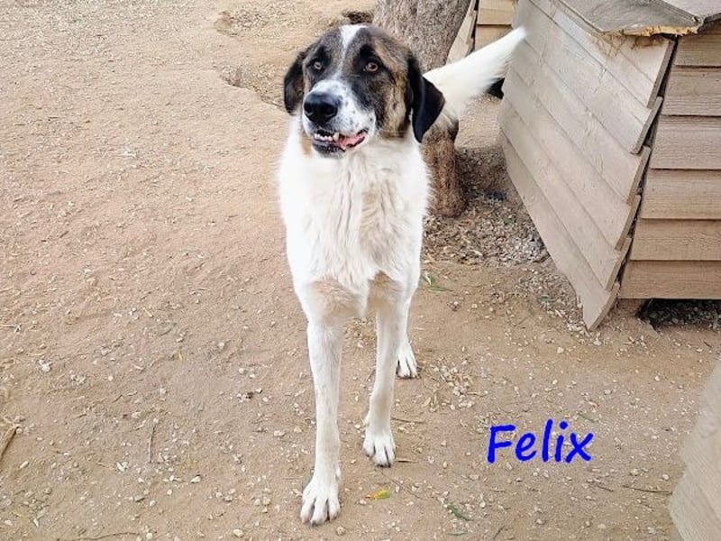 Felix geb. 02/2022 (GRC) - geselliger, verschmuster und freundlicher, junger Rüde!