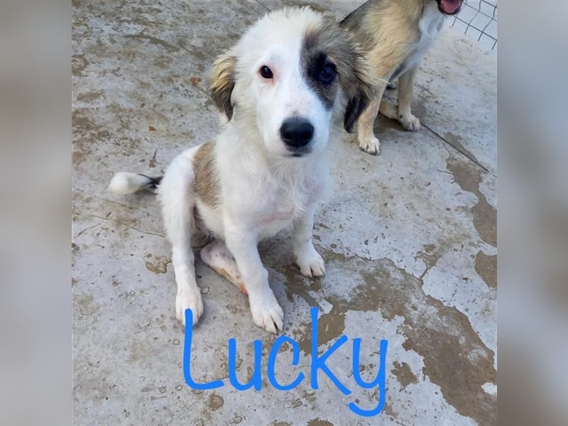 Unser lustiger Lucky