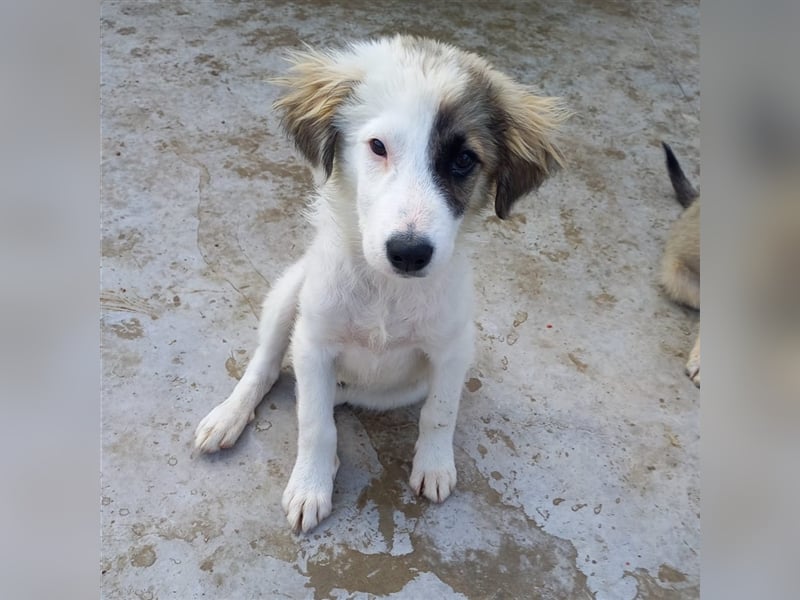 Unser lustiger Lucky