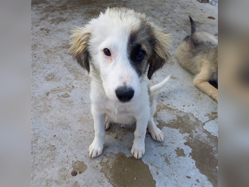 Unser lustiger Lucky