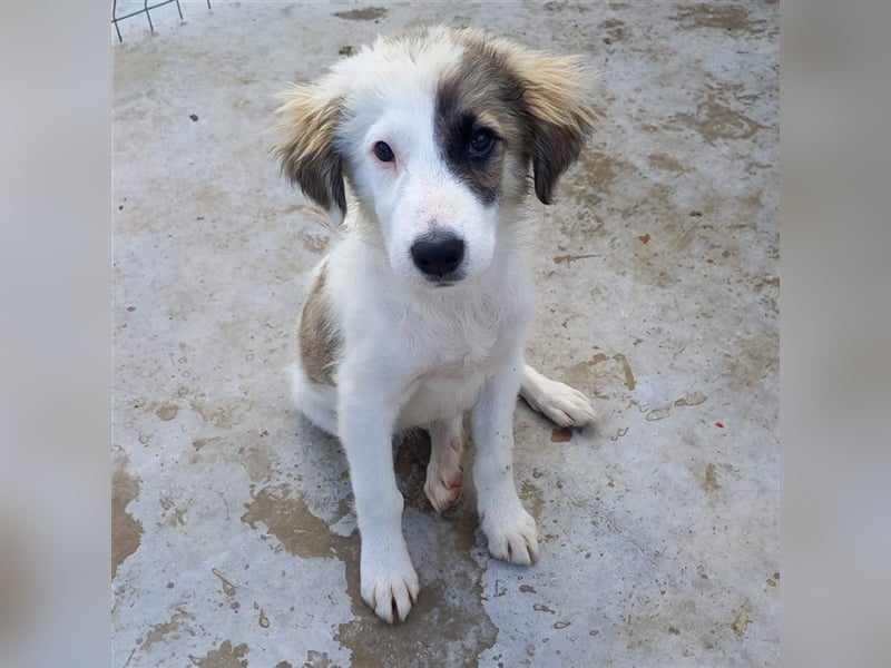 Unser lustiger Lucky