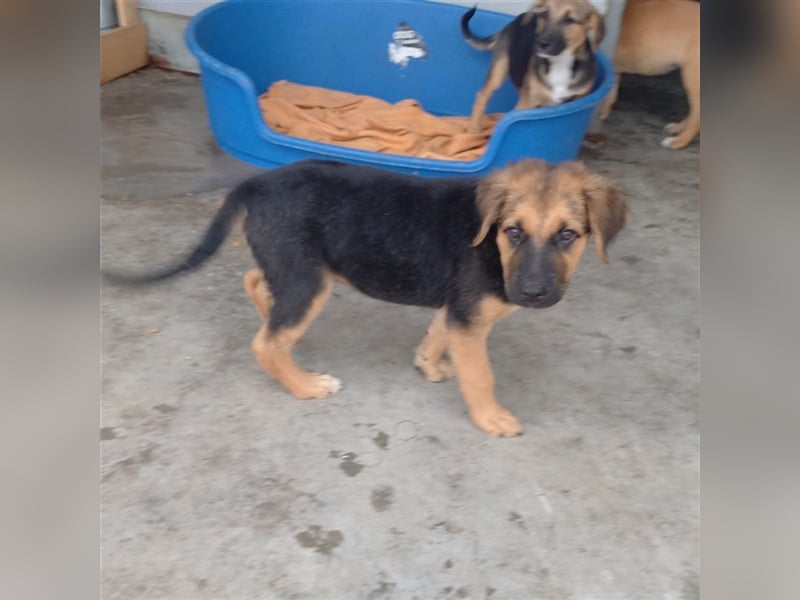 Unser verspielter Lenny