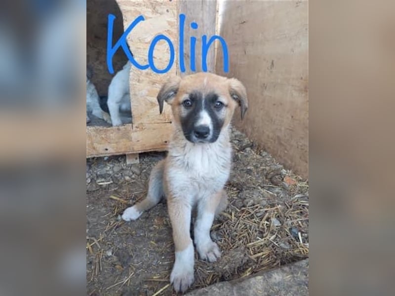 Unser liebster Kolin