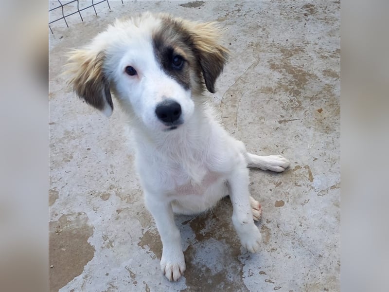 Unser lustiger Lucky
