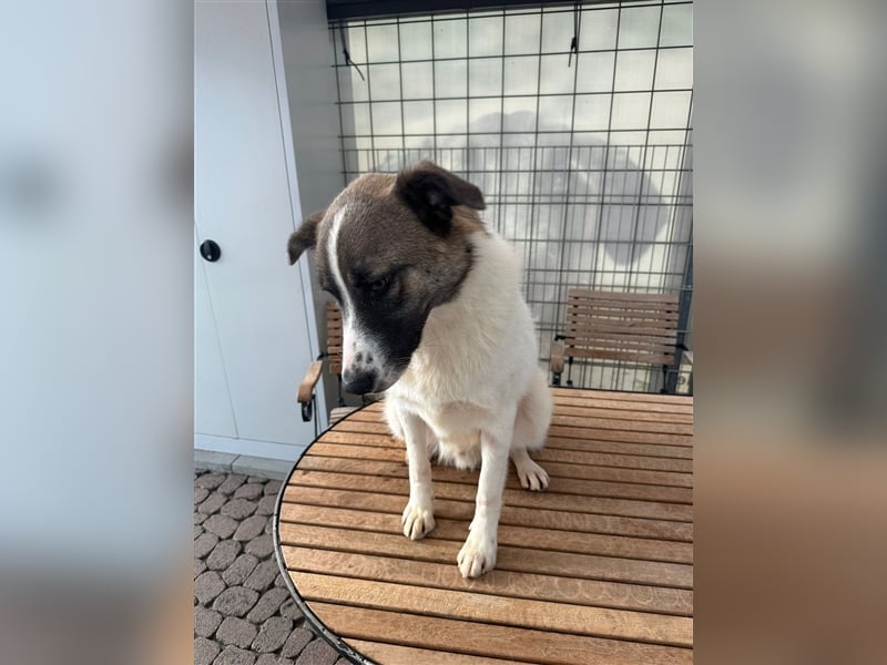NOUGAT sucht ein liebevolles und konsequentes Zuhause