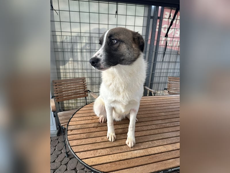 NOUGAT sucht ein liebevolles und konsequentes Zuhause