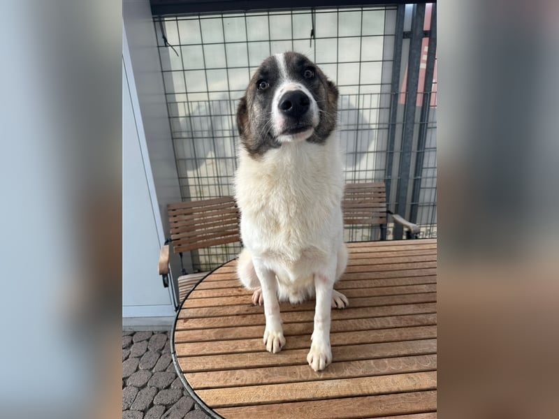 NOUGAT sucht ein liebevolles und konsequentes Zuhause