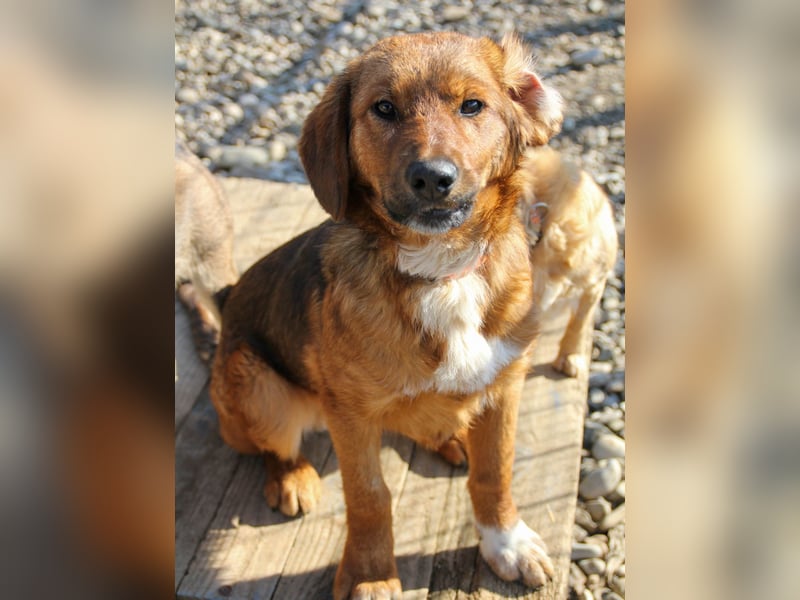 Spielen und Kuscheln - dafür ist Zuckerbub DARIO immer zu haben