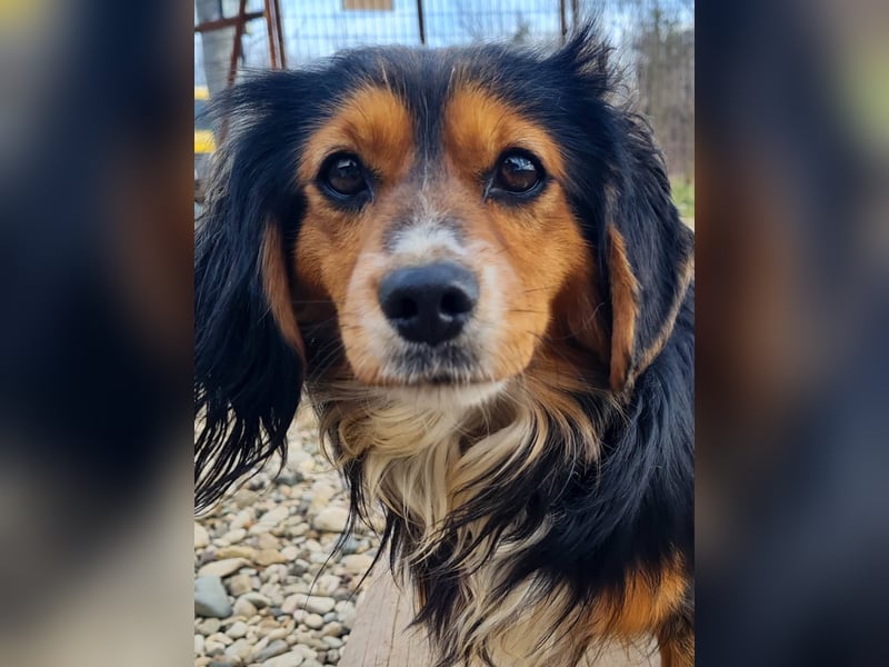 Schmusemaus BOBISHA liebt Kuscheln über alles