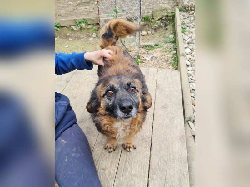 Entspannter und freundlicher Zuckerbub ELMO sucht ein liebevolles Zuhause