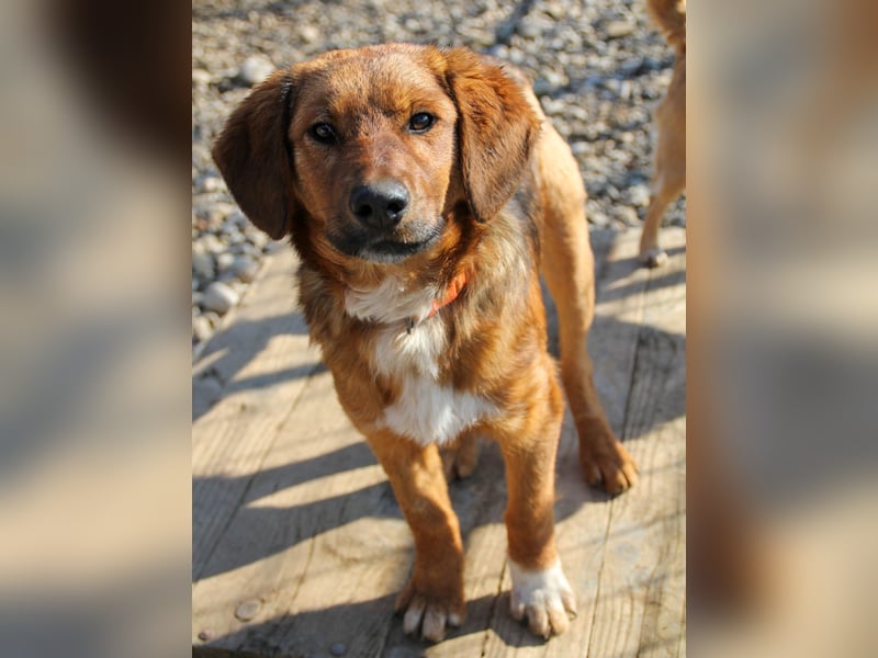Spielen und Kuscheln - dafür ist Zuckerbub DARIO immer zu haben