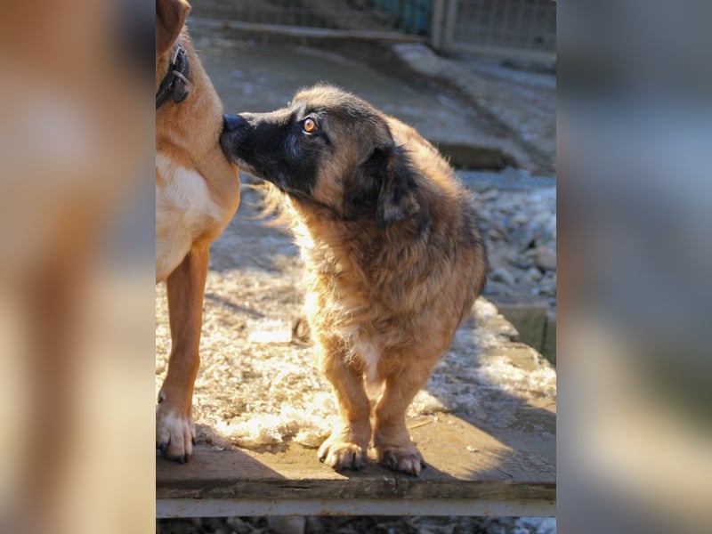Entspannter und freundlicher Zuckerbub ELMO sucht ein liebevolles Zuhause