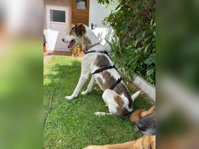 Fröhlicher Benjamin kann auf Pflegestelle 90574 Roßtal besucht werden