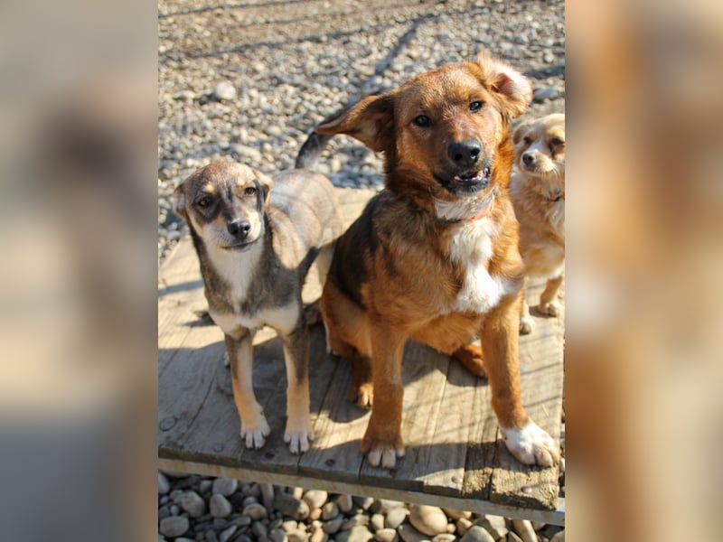 Spielen und Kuscheln - dafür ist Zuckerbub DARIO immer zu haben